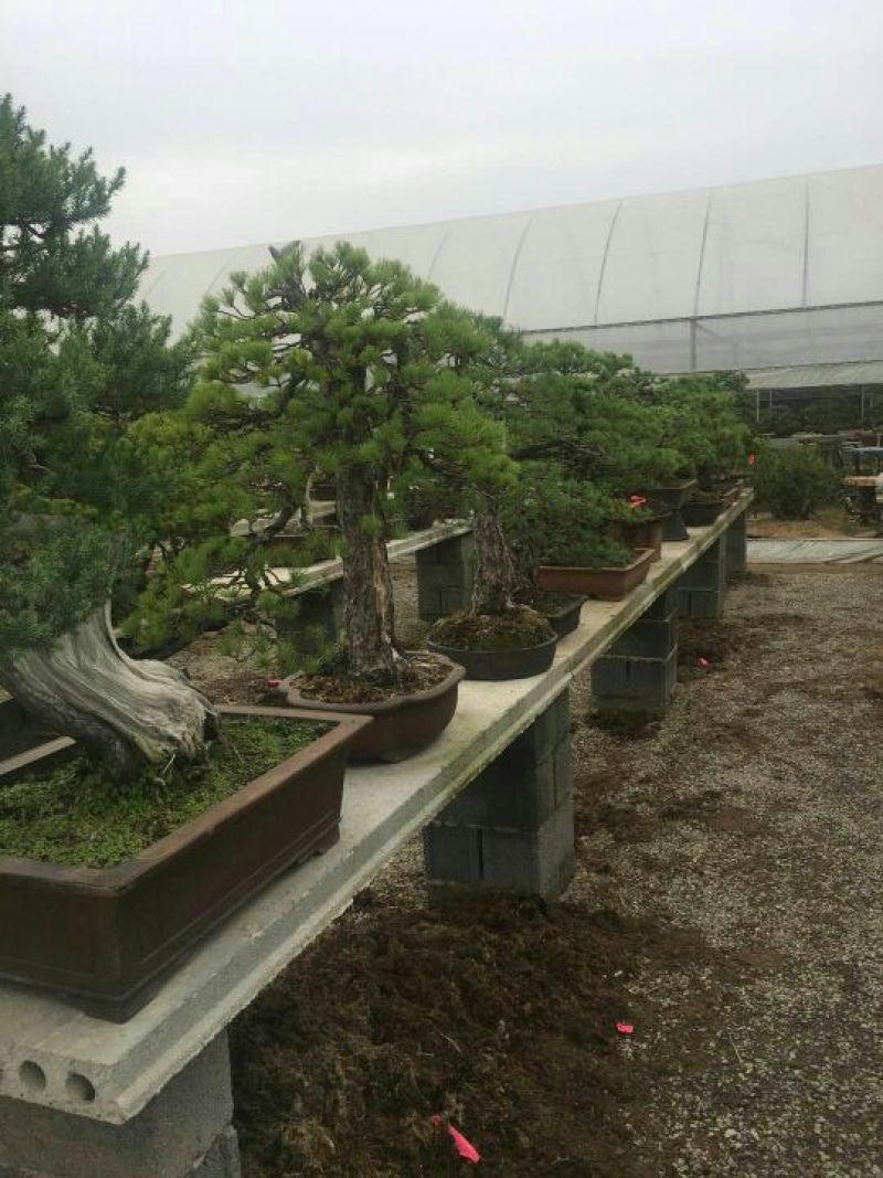 造型松造型松盆景