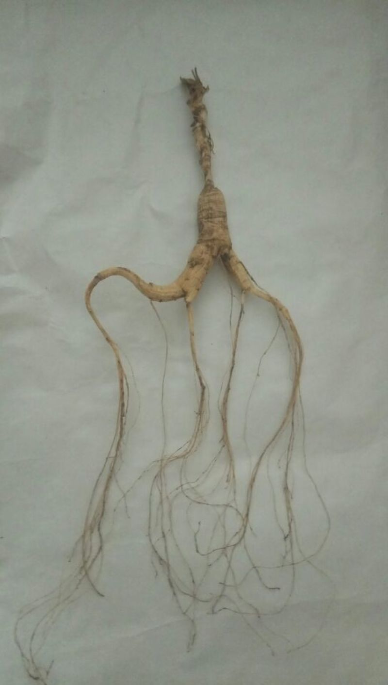 林下参