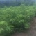 庄氏鑫兴苗木实生核桃苗