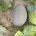 西州蜜瓜5斤以上椭圆形