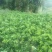 庄氏鑫兴苗木红心蜜柚苗包品种