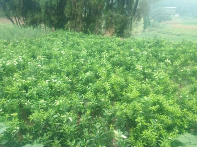 庄氏鑫兴苗木红心蜜柚苗包品种