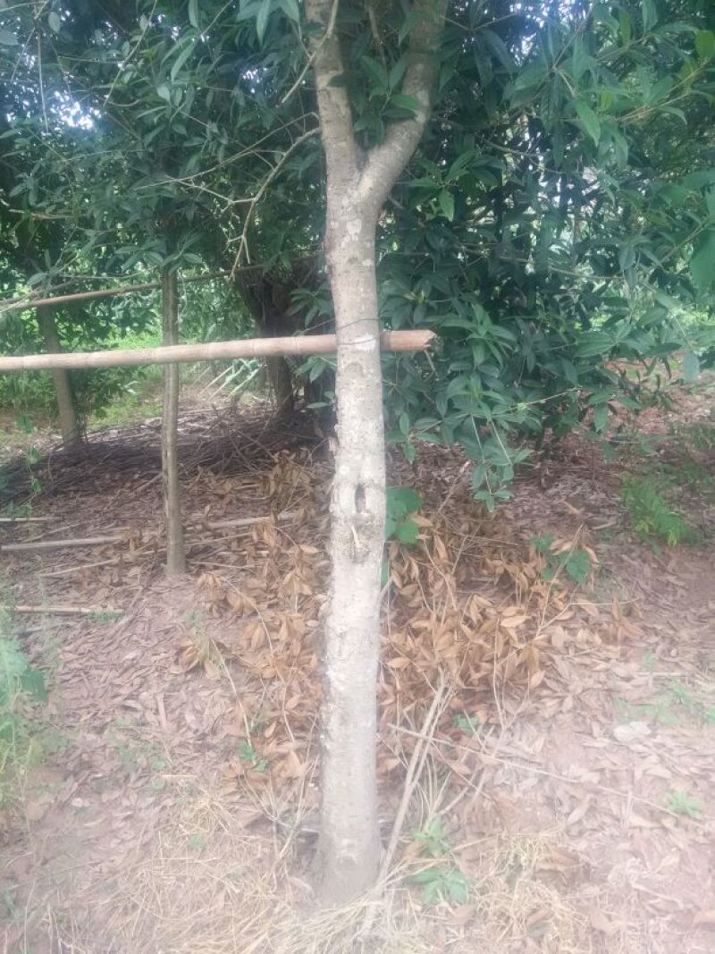 庄氏鑫兴苗木桂花树绿化树