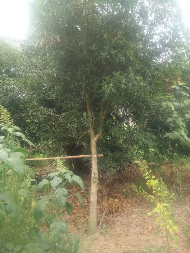 庄氏鑫兴苗木桂花树绿化树