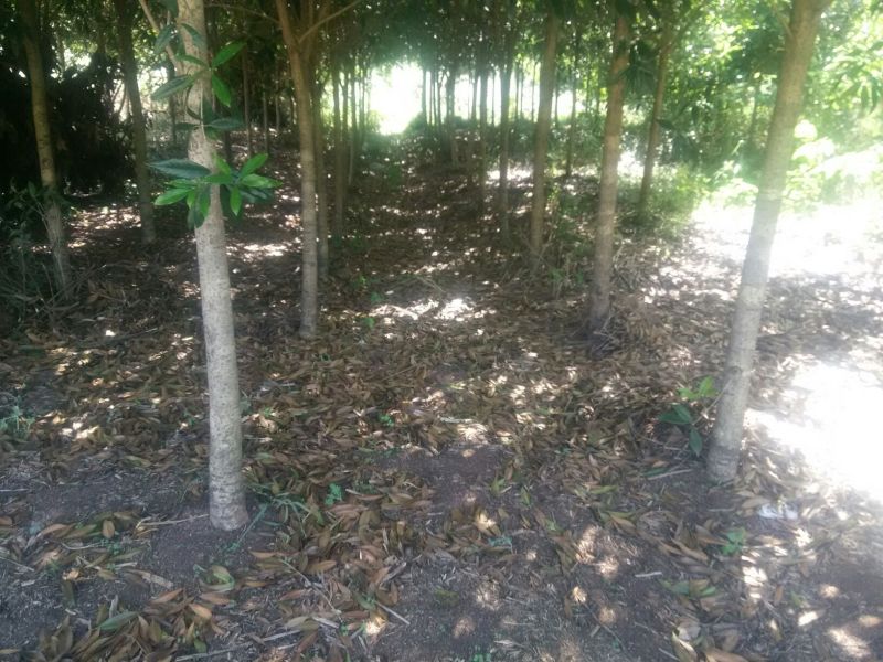 庄氏鑫兴苗木桂花树绿化树