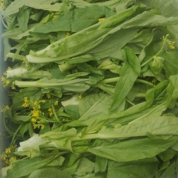 苔菜