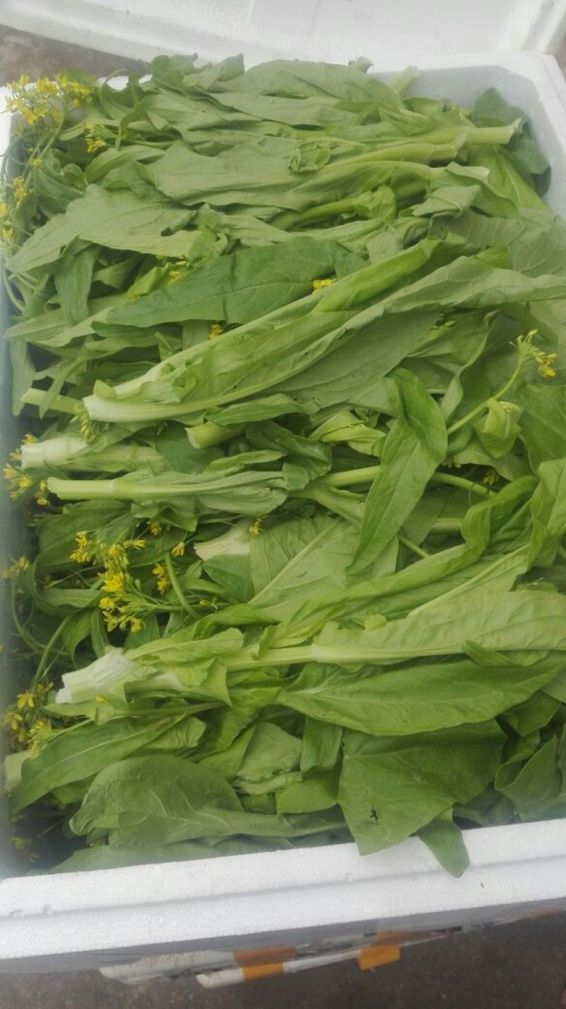 苔菜