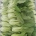 苔菜
