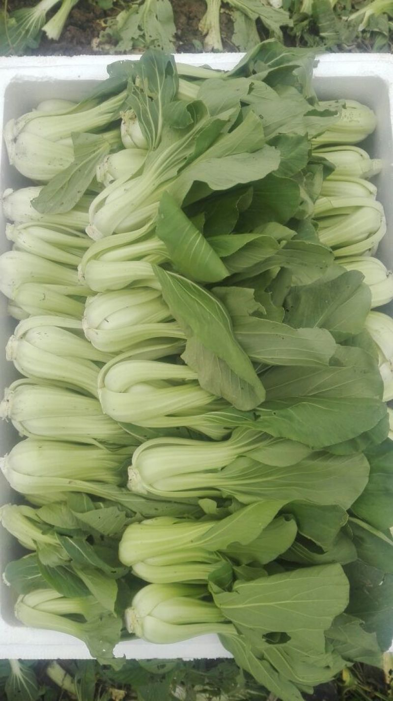 苔菜