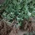 无花果苗波姬红青皮布兰瑞克1-2年