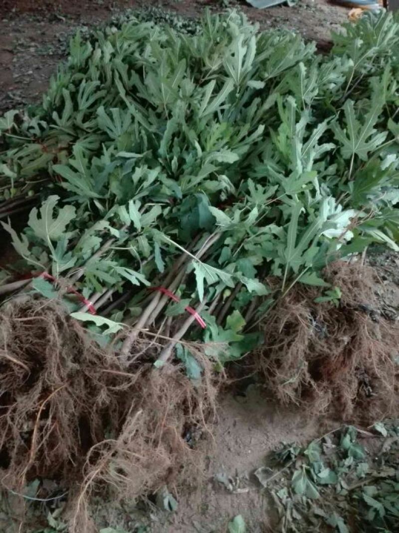 无花果苗波姬红青皮布兰瑞克1-2年