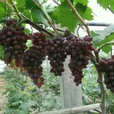 夏黑葡萄苗30~50cm1年