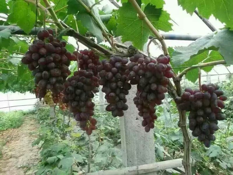 夏黑葡萄苗30~50cm1年