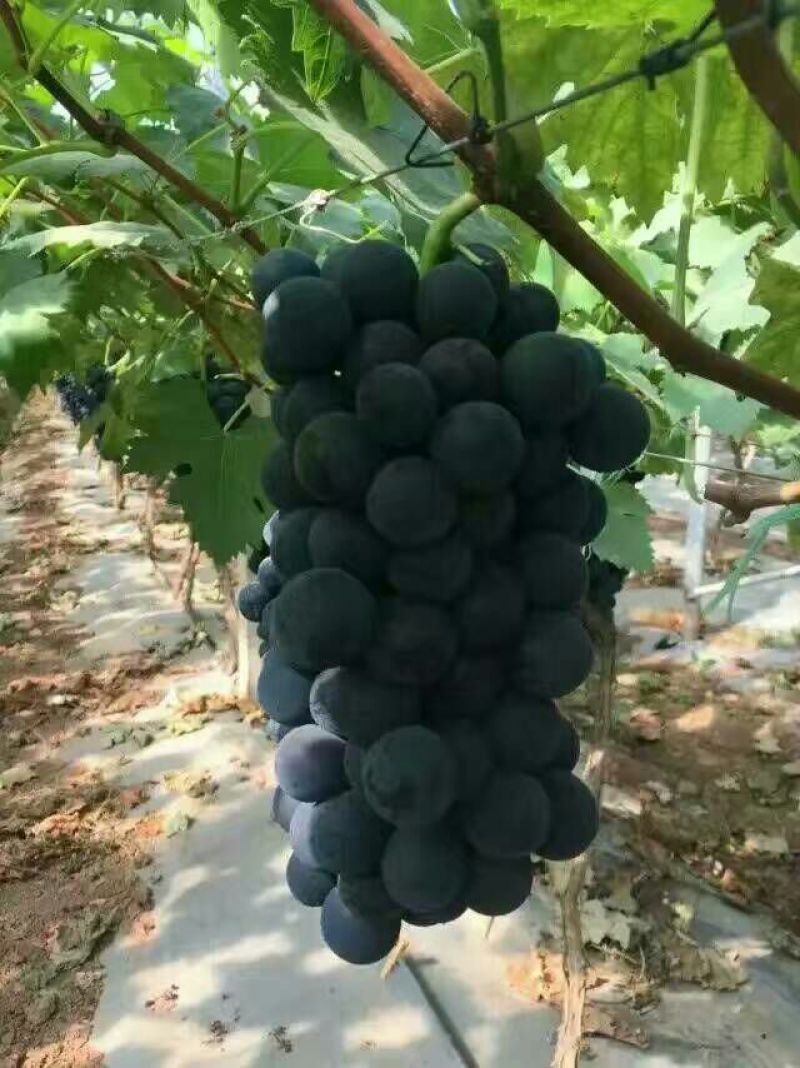 夏黑葡萄苗30~50cm1年