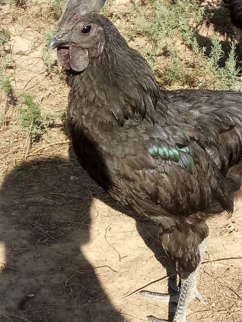 鸡乌鸡
