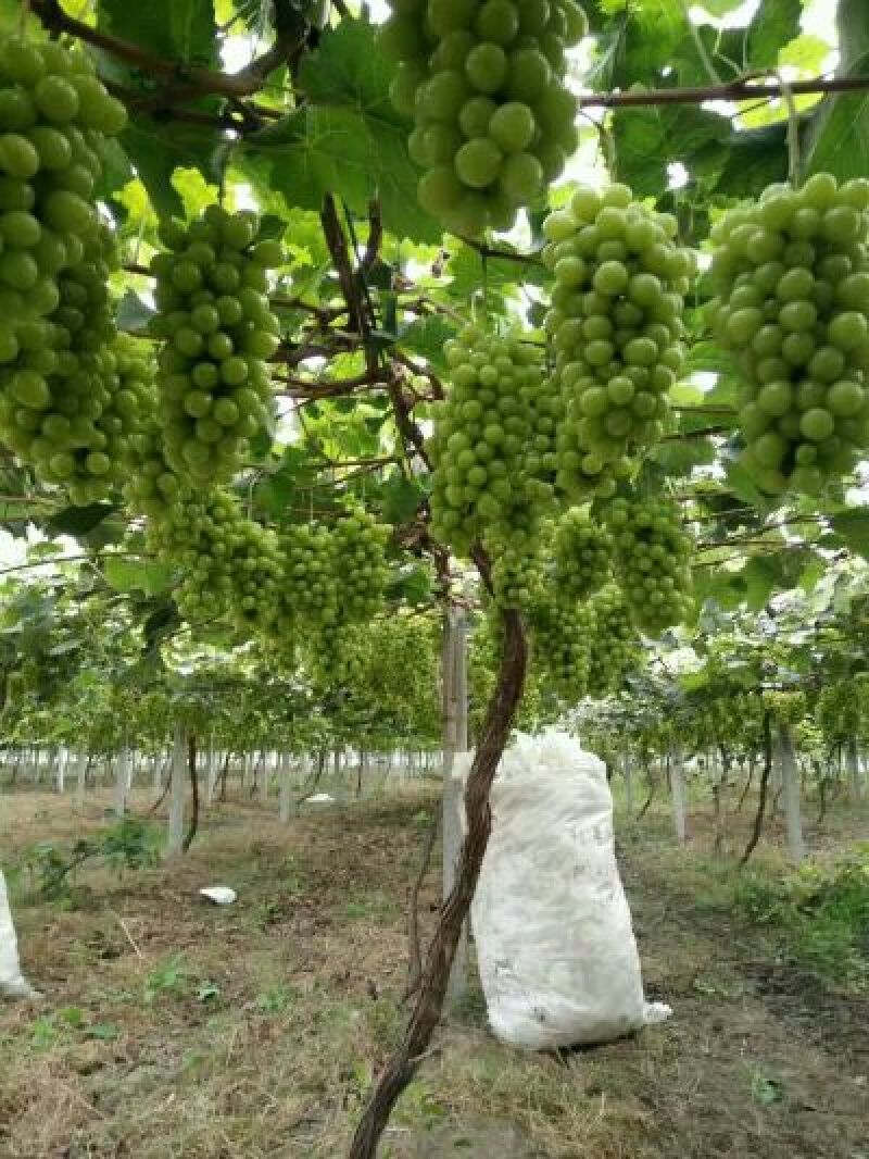 阳光玫瑰葡萄苗，保证纯度，30~50cm，假一赔十