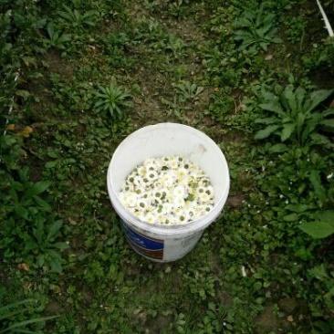 黄山贡菊一级