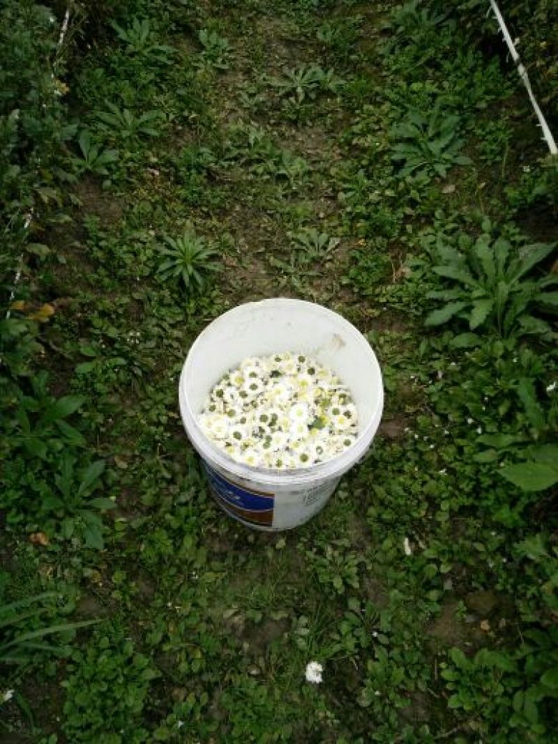 黄山贡菊一级