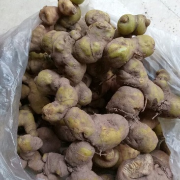 黄精甜统个
