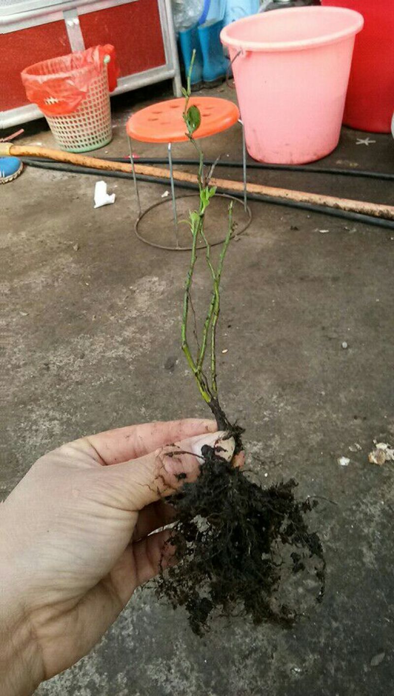 蓝莓苗脱毒组培蓝莓苗基地直销品种多样当年结果技术全面