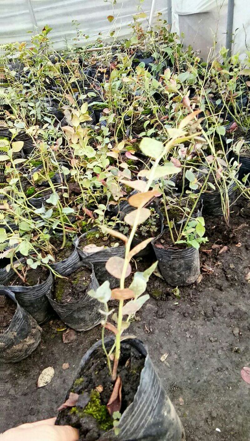 蓝莓苗脱毒组培蓝莓苗基地直销品种多样当年结果技术全面