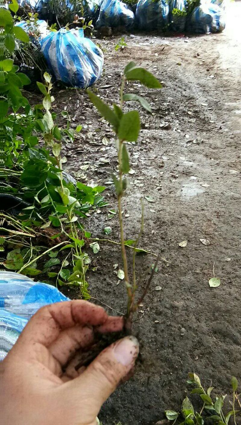 蓝莓苗脱毒组培蓝莓苗基地直销品种多样当年结果技术全面