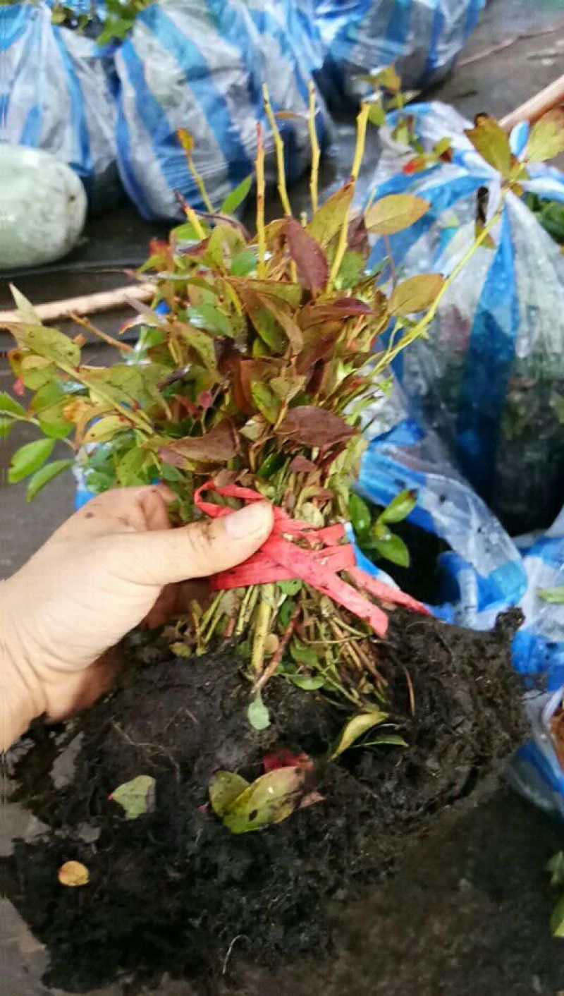 蓝莓苗脱毒组培蓝莓苗基地直销品种多样当年结果技术全面