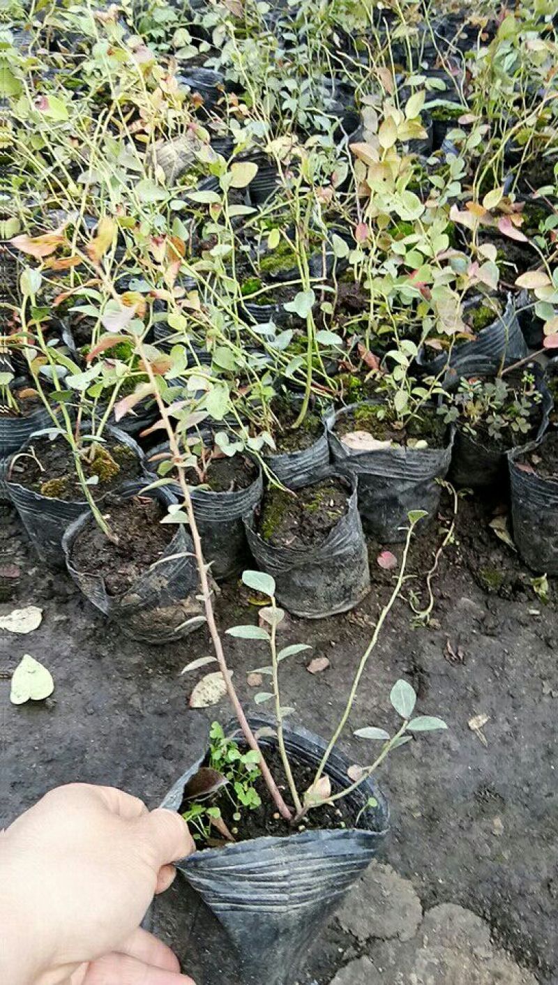 蓝莓苗脱毒组培蓝莓苗基地直销品种多样当年结果技术全面