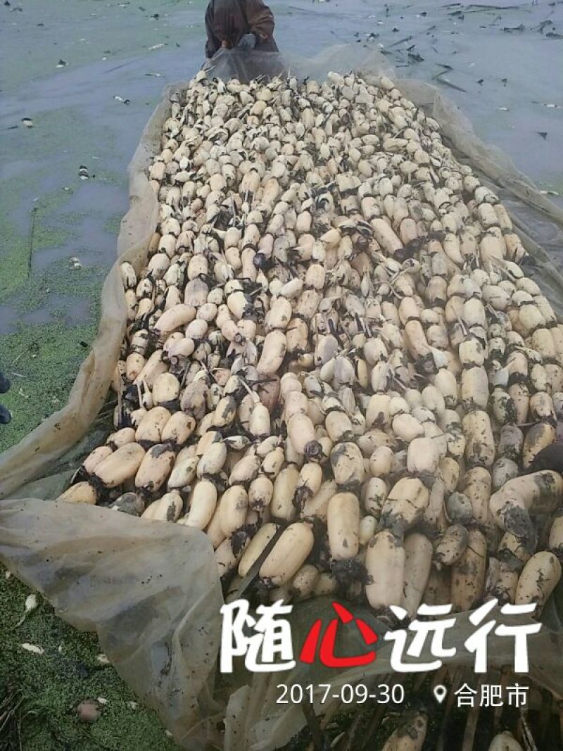 莲藕37357~9厘米10~15厘米以上
