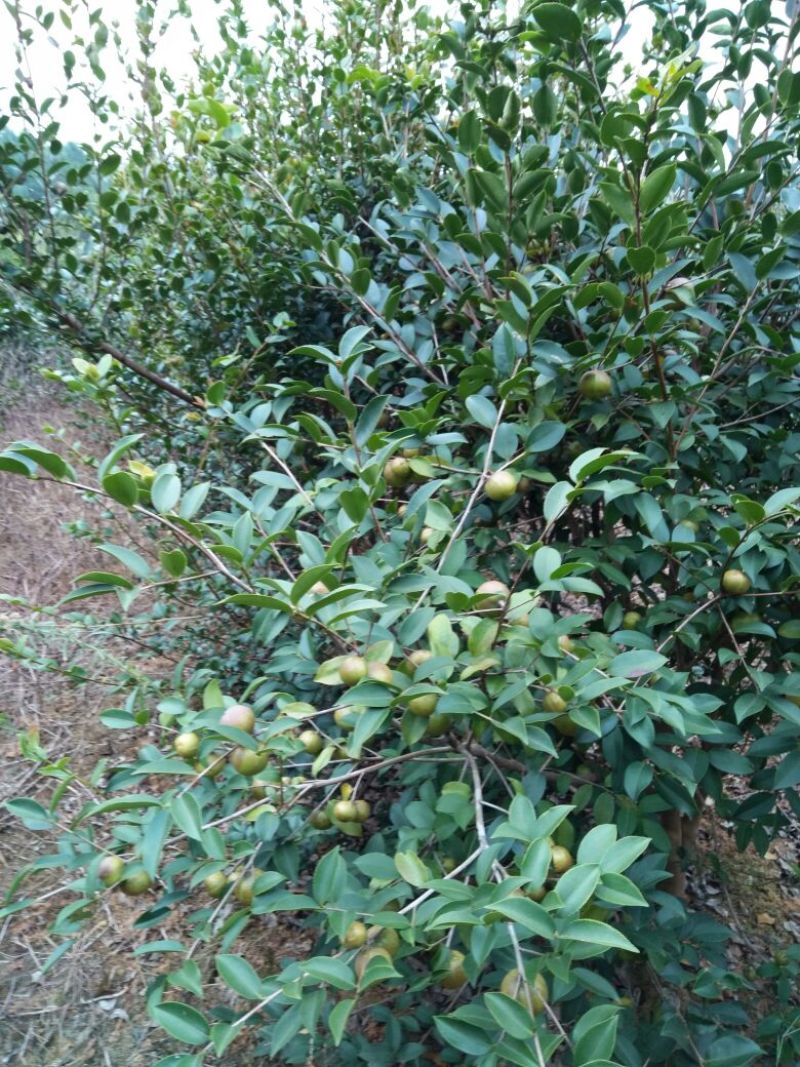 山茶油果小籽
