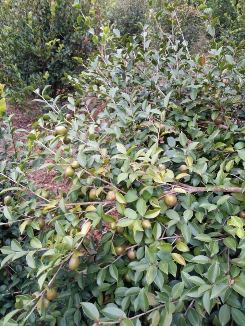 山茶油果小籽