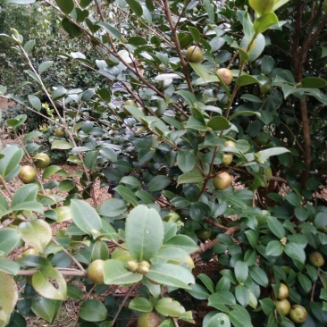 山茶油果小籽