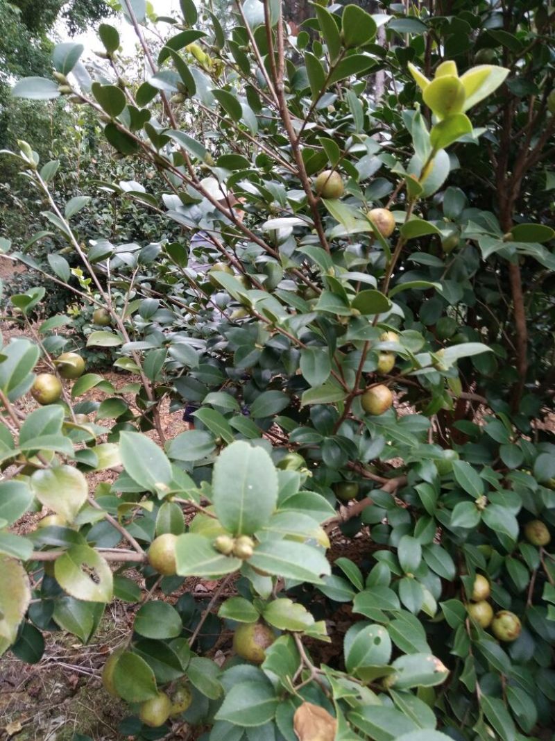 山茶油果小籽