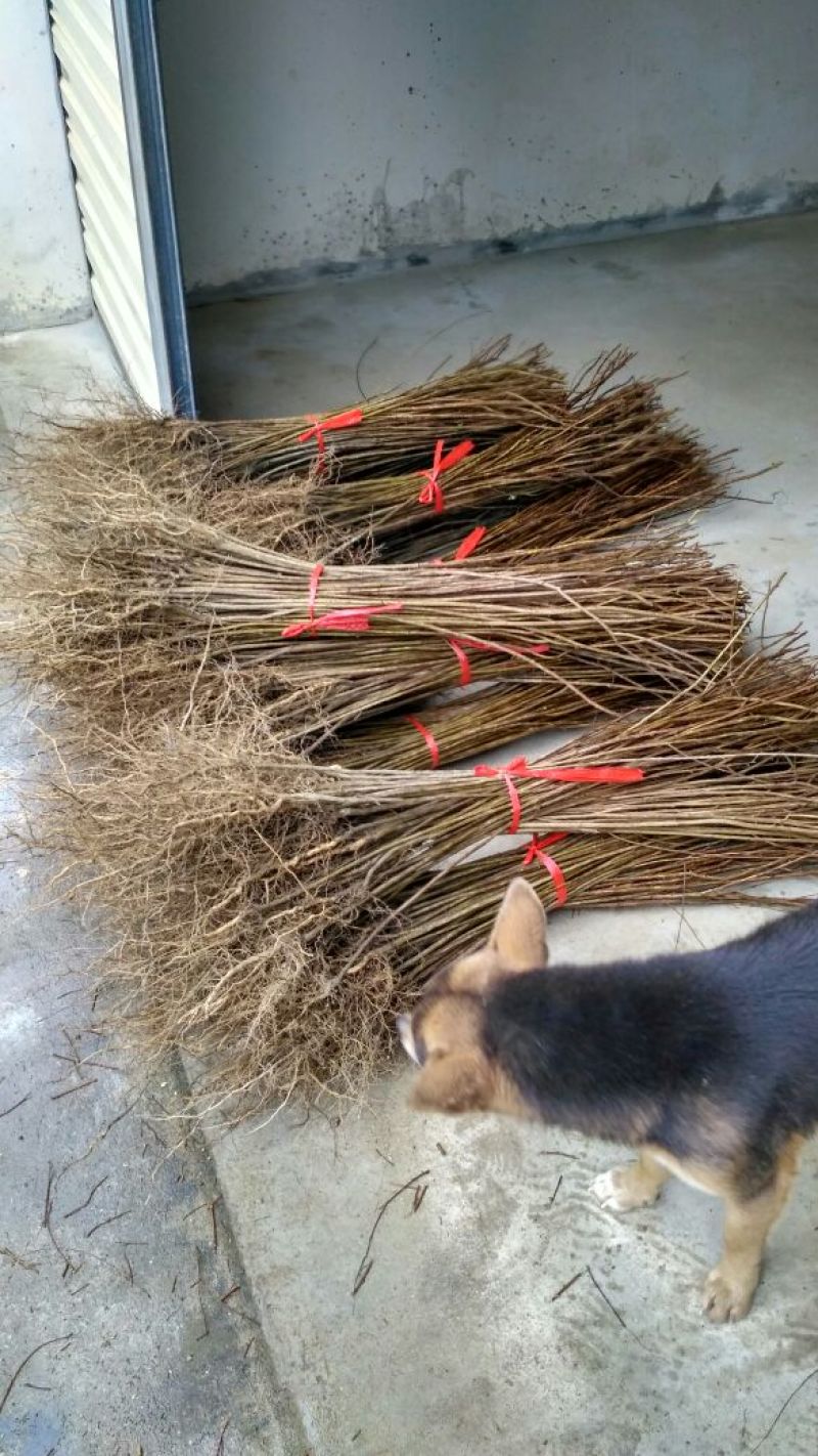 紫薇苗紫薇树紫薇树苗园林绿化紫薇自产自销批发价