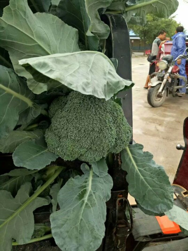 【热销中耐寒优秀西兰花0.9，量大从优有需求可以联系我