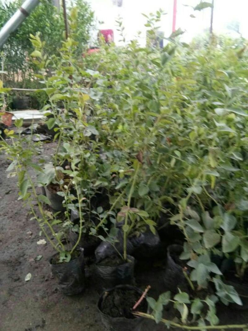 蓝莓苗脱毒大果蓝莓苗绿宝石薄雾蓝丰奥尼尔兔眼现挖现发