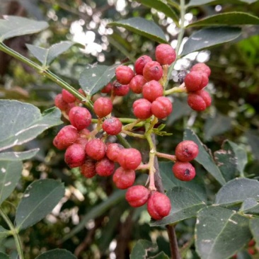 花椒苗1~2年出售，大紅包花椒