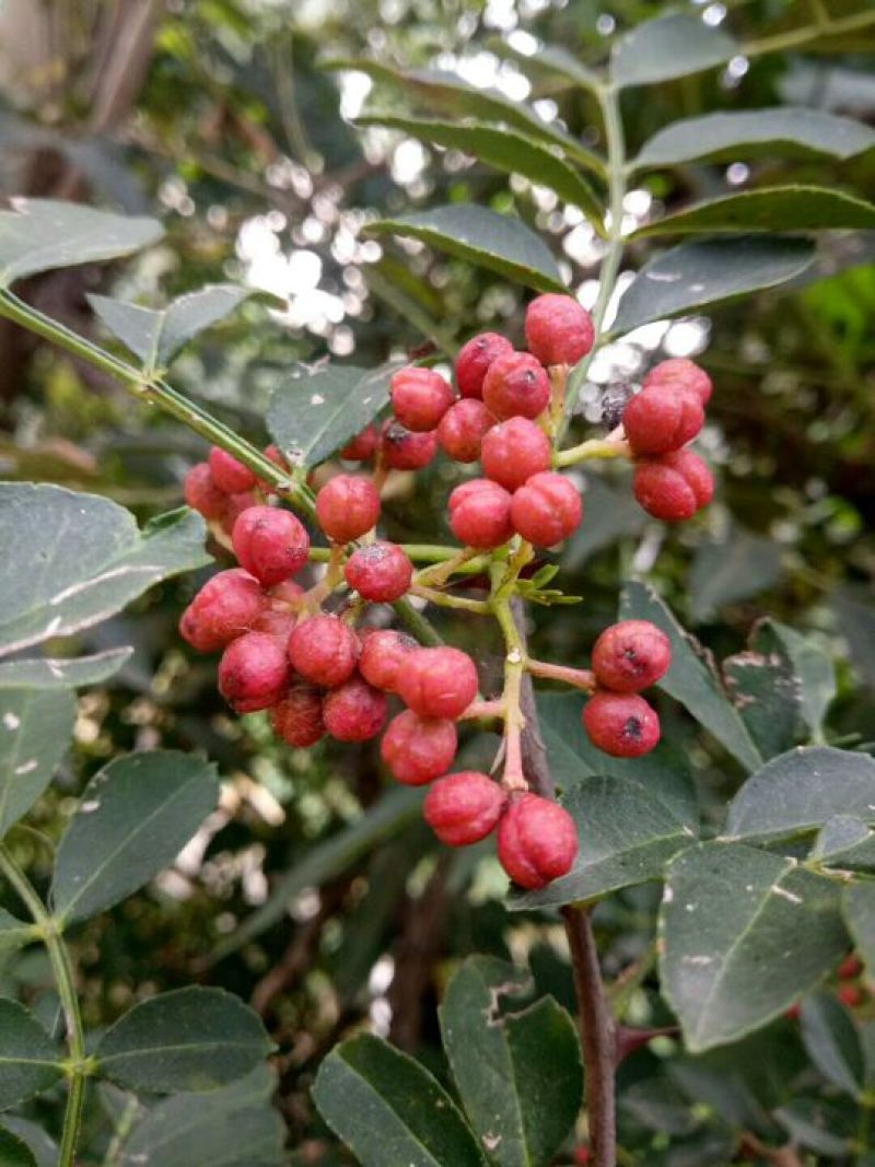 花椒苗1~2年出售，大紅包花椒