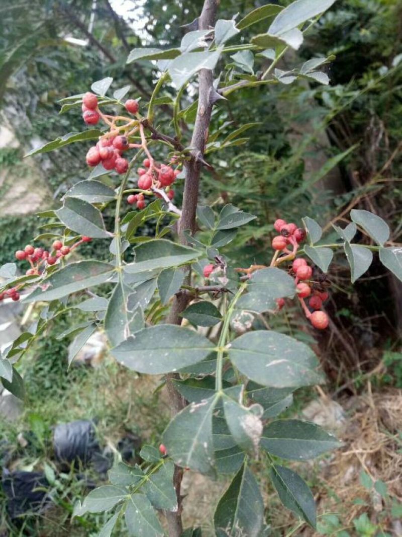 花椒苗1~2年出售，大紅包花椒