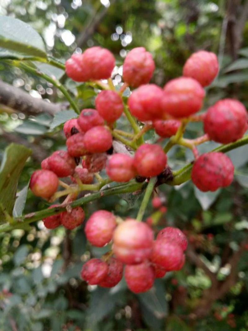 花椒苗1~2年出售，大紅包花椒