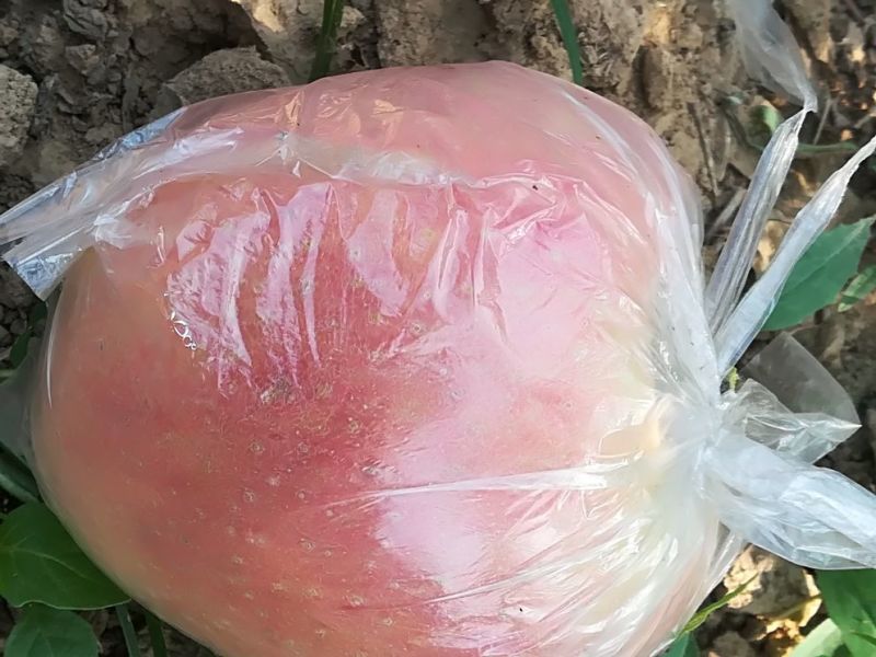 红富士苹果75以上膜袋