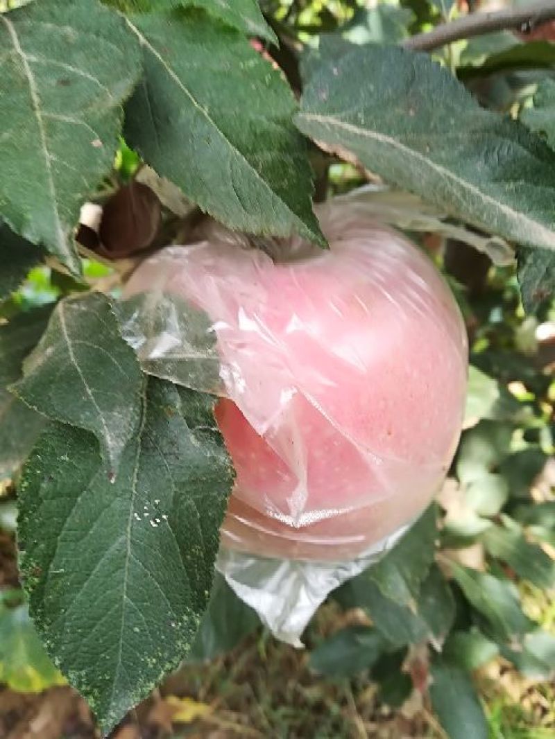 红富士苹果75以上膜袋