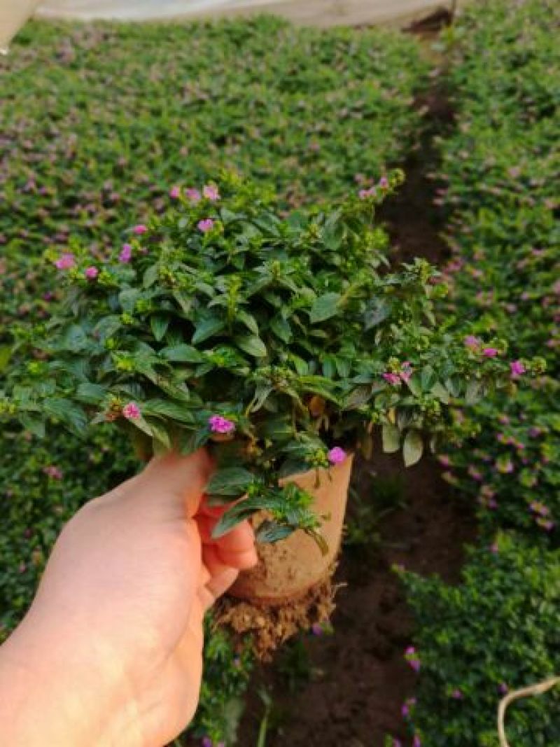 蝴蝶花鸢尾花