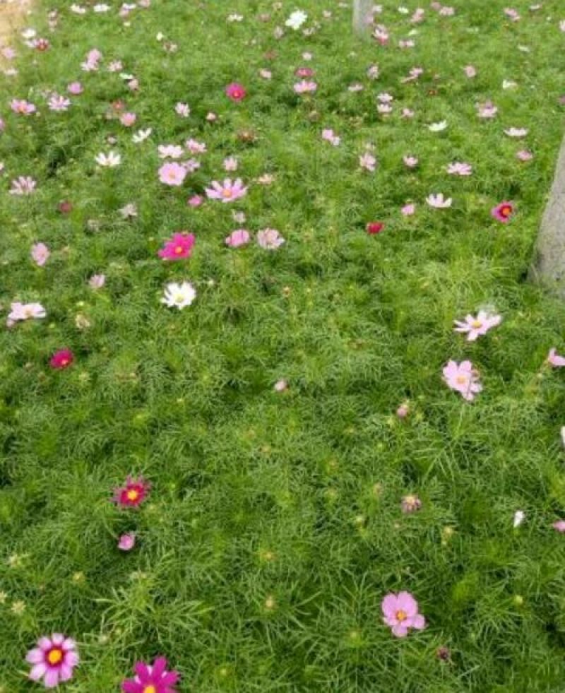 蝴蝶花鸢尾花