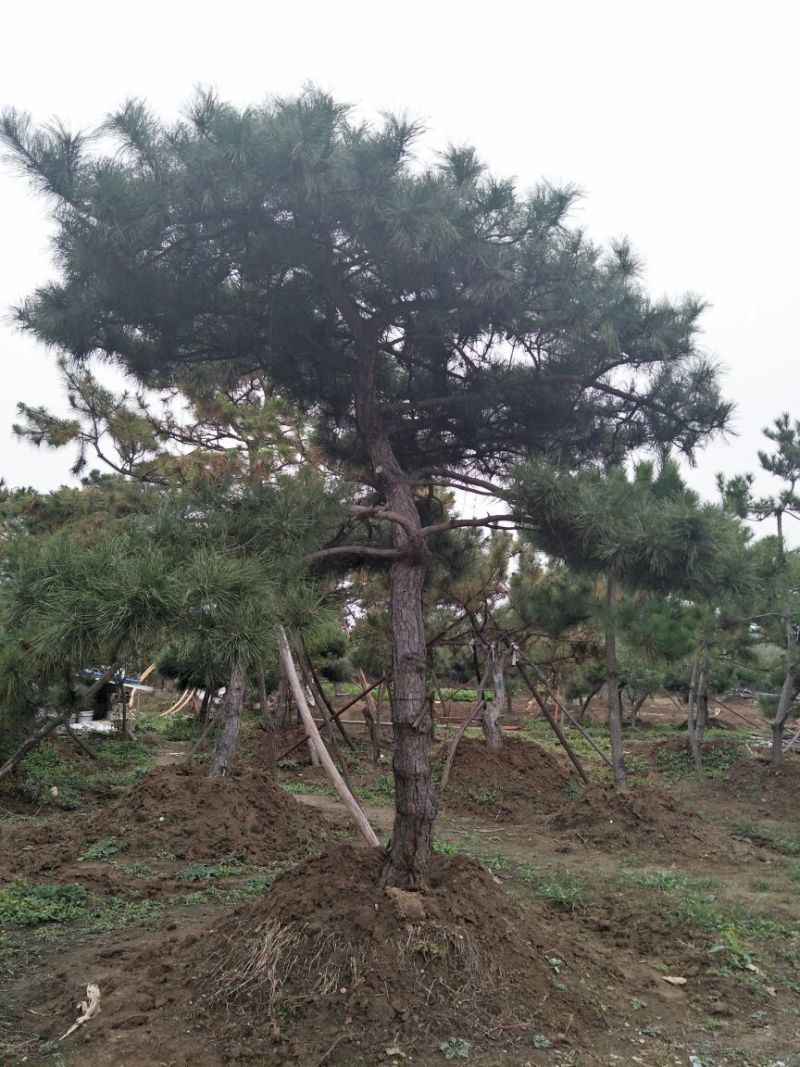 造型松12公分