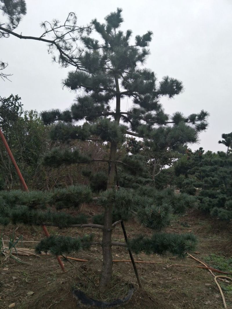造型松12公分