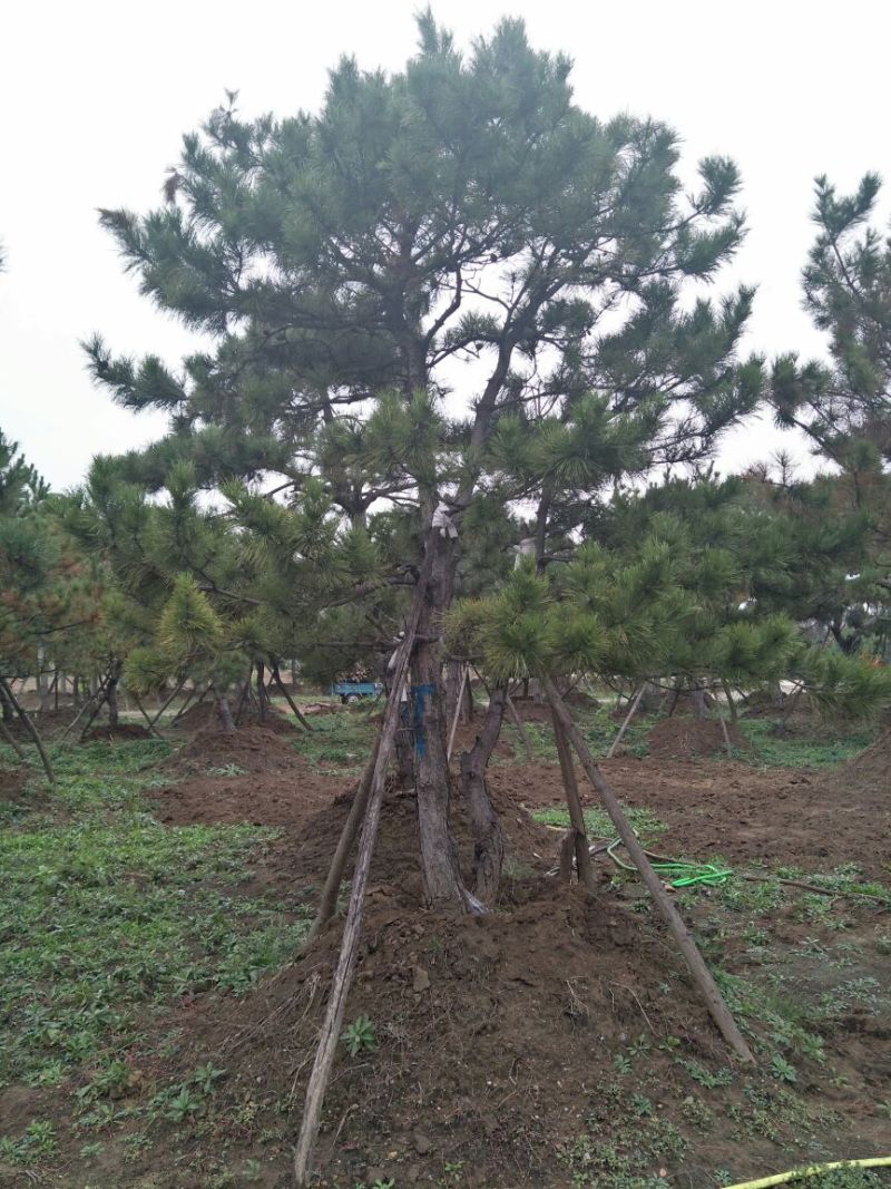 造型松12公分