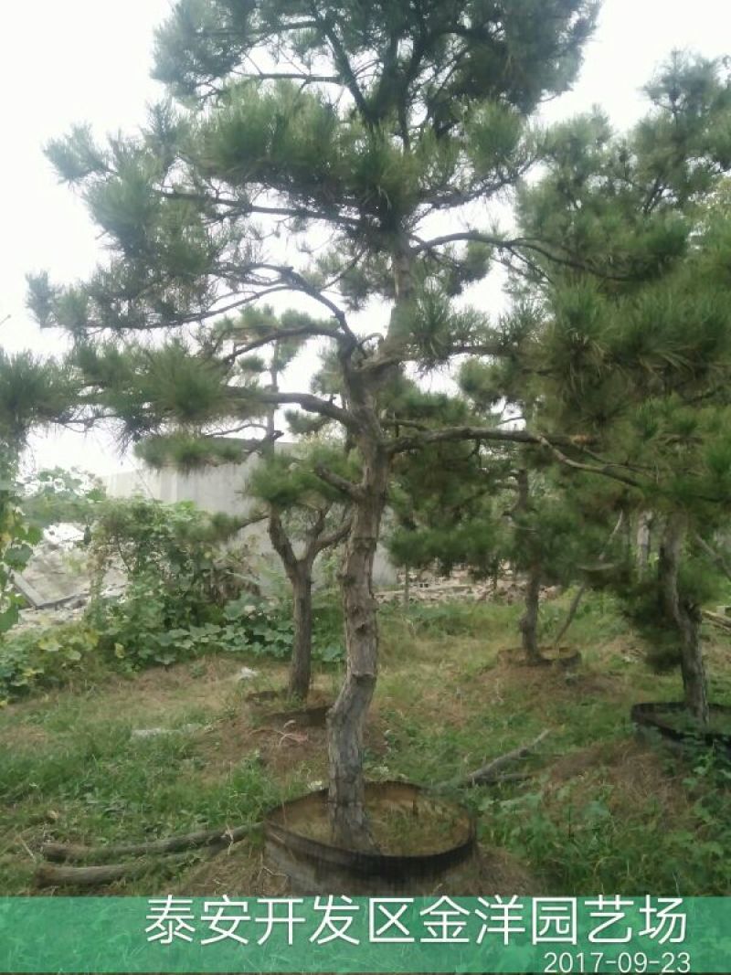 造型松12公分