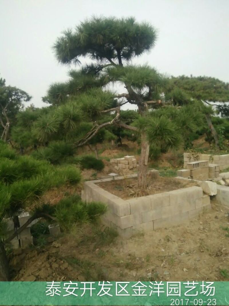 造型松12公分