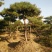 造型松12公分
